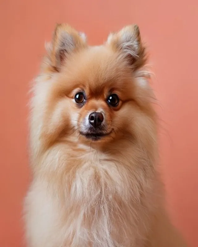 Pomeranian recién arreglado en Royal Paw · Spa & Grooming