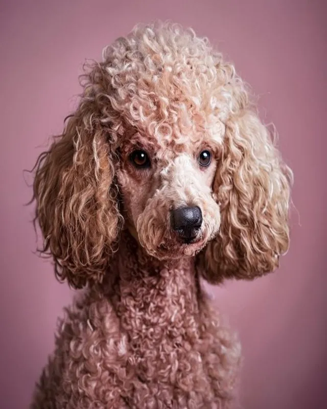 Poodle con grooming de lujo en Royal Paw