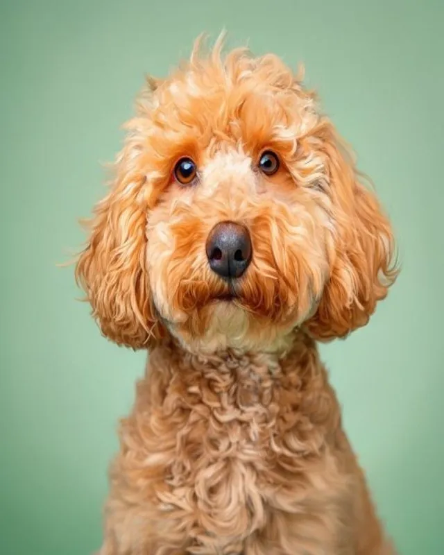 Cockapoo recién arreglado en Royal Paw · Spa & Grooming