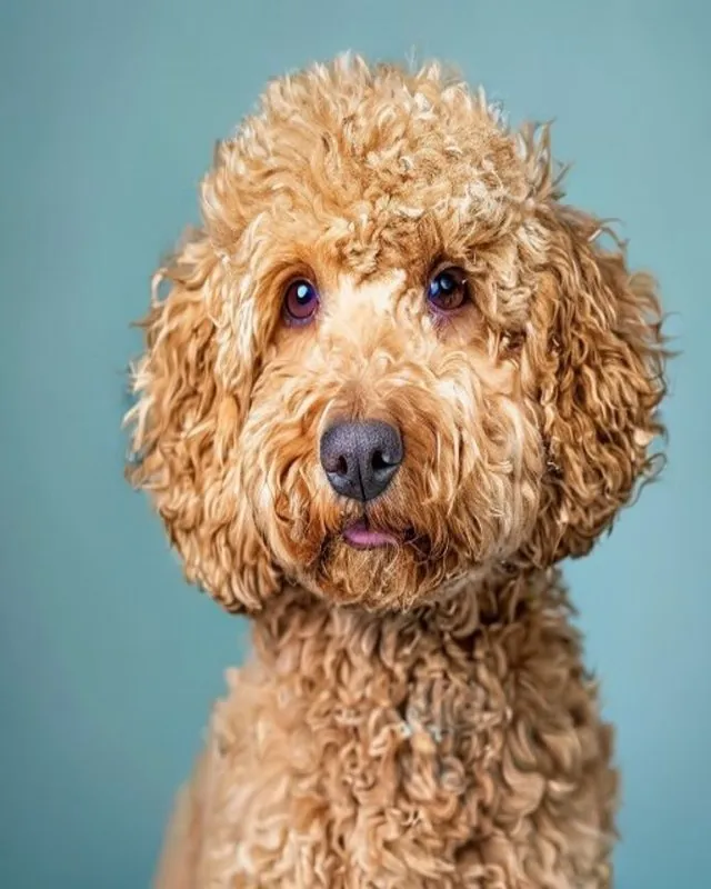 Goldendoodle con grooming de lujo en Royal Paw