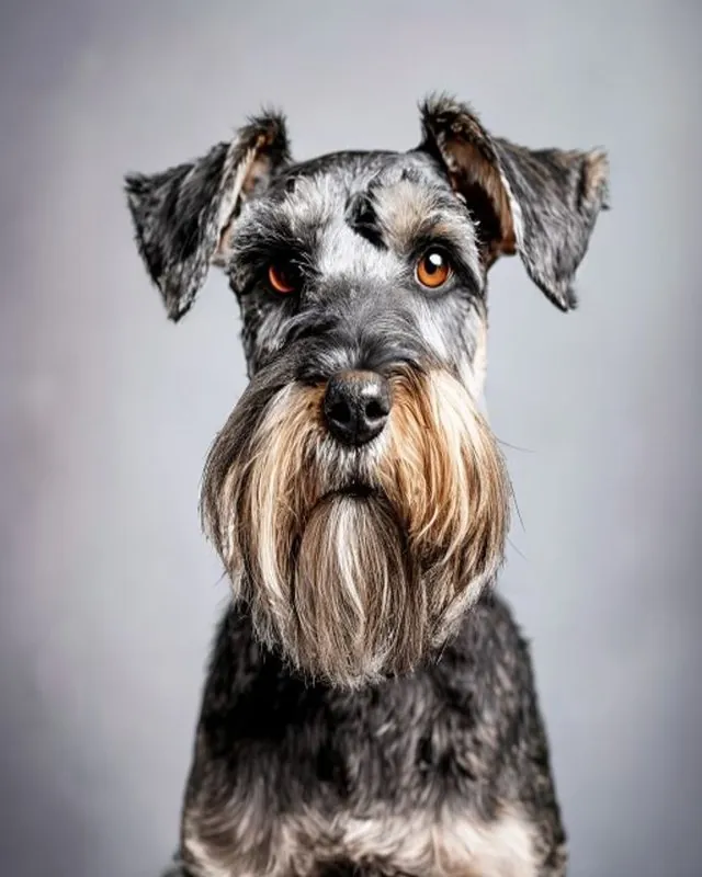 Schnauzer con barba recién perfilada en Royal Paw
